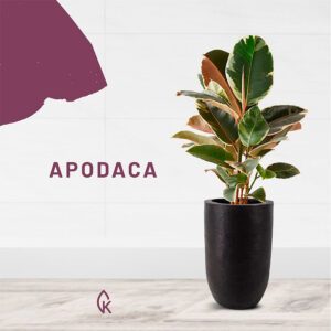 Maceta Apodaca con planta