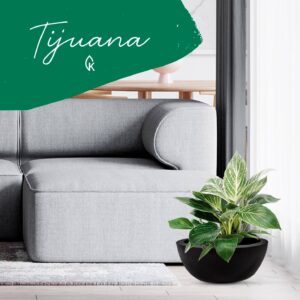 Maceta Tijuana con planta
